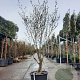 Hamamelis mollis 175-200 cm cont. 65L meerstammig