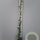 Hedera hibernica 175-200 cm 4,0L met stok