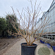 Heptacodium miconioides 125-150 cm container meerstammig