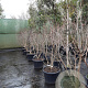 Heptacodium miconioides 175-200 cm container meerstammig