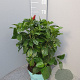 Hibiscus rosa-sinensis GM C5
