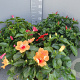 Hibiscus rosa-sinensis GM 9L
