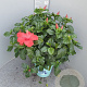 Hibiscus rosa-sinensis GM 9L