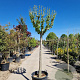 Hibiscus syriacus 160 cm stam container 20-25