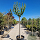 Hibiscus syriacus 180 cm stam container 20-25