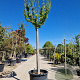 Hibiscus syriacus 200 cm stam container 25-30