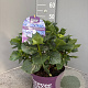 Hydrangea m. Forever & Ever Mix 40-50 cm 5,0L