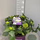 Hydrangea m. Forever & Ever Mix 40-50 cm 5,0L
