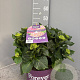 Hydrangea m. Forever & Ever Mix 40-50 cm 5,0L