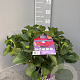 Hydrangea m. Forever & Ever Mix 40-50 cm 5,0L