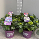 Hydrangea m. Forever & Ever Mix 40-50 cm 5,0L