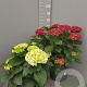 Hydrangea m. 'Magicien' GM C5