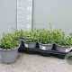 Hyssopus officinalis P14