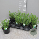 Hyssopus officinalis P14