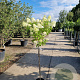 Hydrangea pan. 'Limelight' 90 cm stam 7,5L