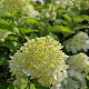 Hydrangea pan. 'Limelight' 90 cm stam 7,5L