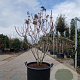 Hydrangea pan. 'Wim's Red' 120-140 cm container piramide