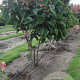 Hydrangea pan. 'Wim's Red' 120-140 cm container piramide
