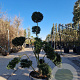 Ilex crenata 'Kimmei' 100-120stam 30L