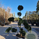 Ilex crenata 'Kimmei' 100-120stam 30L