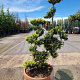 Ilex crenata 'Kimmei' 100-125 cm bonsai schaalvorm