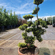 Ilex crenata 'Kimmei' 100-125 cm bonsai schaalvorm