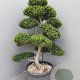 Ilex crenata 'Kimmei' 120-140 cm 40L