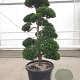 Ilex crenata 'Kimmei' 120-140 cm cont. 80L bonsai extra