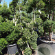 Ilex crenata 'Kimmei' 120-140 cm container paraplu