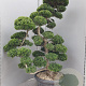 Ilex crenata 'Kimmei' 140-160 cm cont. 70L bonsai