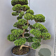 Ilex crenata 'Kimmei' 140-160 cm cont. 70L bonsai