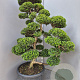 Ilex crenata 'Kimmei' 140-160 cm cont. 70L bonsai