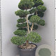Ilex crenata 'Kimmei' 140-160 cm cont. 80L bonsai vertakt