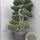 Ilex crenata 'Kimmei' 140-160 cm cont. 80L bonsai vertakt