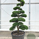 Ilex crenata 'Kimmei' 160-180 cm cont. 175L bonsai