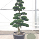 Ilex crenata 'Kimmei' 200-225 cm cont. 175L