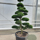 Ilex crenata 'Kimmei' 200-225 cm cont. 175L