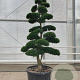 Ilex crenata 'Kimmei' 200-225 cm cont. 175L