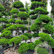 Ilex crenata 'Kimmei' 200-225 cm container met stok