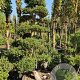 Ilex crenata 'Kimmei' 200-225 cm container met stok