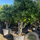 Ilex cornuta 200-225 cm container paraplu