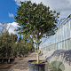 Ilex cornuta 225-250 cm container paraplu