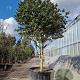 Ilex cornuta 225-250 cm container paraplu
