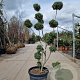 Ilex crenata 120-140 cm container pompon