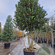Ilex 'Nellie R. Stevens' 300-350 cm cont. 285L solitair