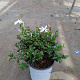 Jasminum multipartitum GM P17