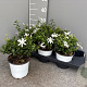 Jasminum multipartitum GM P17