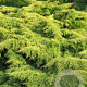 Juniperus pf. 'Starlight' 100-125 cm container