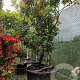 Kalmia latifolia 200-250 cm cont. 280L