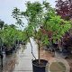 Koelreuteria paniculata 250-300 cm container meerstammig